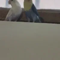 طوطی کوتوله