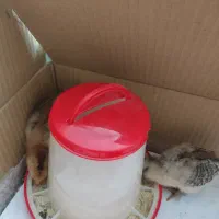 آبخوری و دونخوری بزرگ|حیوانات مزرعه|تهران, پاسداران|دیوار