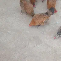 مرغ