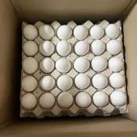 مرغ تخمگذار|حیوانات مزرعه|زنجانرود, |دیوار