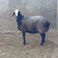 یک بار هم به دامدار اعتماد کنید