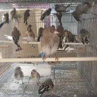 سهره خوب|پرنده|گلستان (تهران), |دیوار