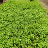 سبزی محلی ارگانیک