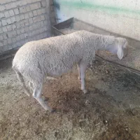 بره نره لاکن نژاده چندقلوه زا