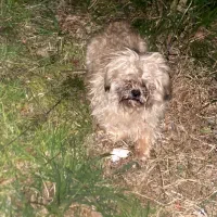 واگذاری شیتزو