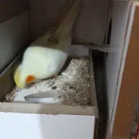 عروس هلندی مولد