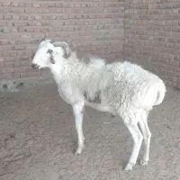 بره قوچ|حیوانات مزرعه|زرند, |دیوار