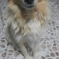 واگذاری  سگ رایگان