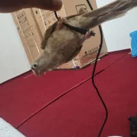 گرینچیک دستی مولد پاین اپل|پرنده|گلبهار, نوبهار|دیوار