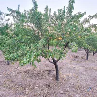 باغ دارای درختان جوان|فروش زمین و ملک کلنگی|اصفهان, آزادگان|دیوار