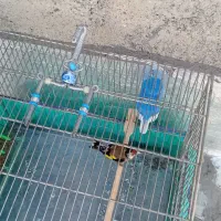 دوتاسیره جوجه قفس عطیقه|پرنده|کرمانشاه, |دیوار