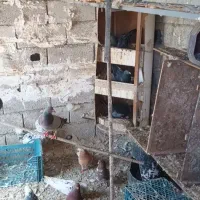 کفتر|پرنده|ماهدشت, |دیوار