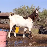 نری پاکستانی.نربز پاکستانی.بز نر