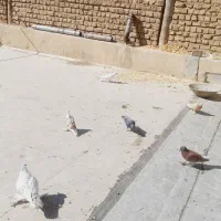 کبوتر|پرنده|قم, سالاریه|دیوار