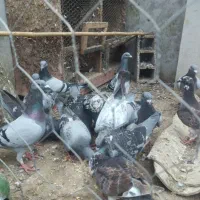 کبوتر پلاکی .مسافتی.|پرنده|کتالم و سادات شهر, |دیوار