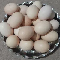 تخم مرغ محلی