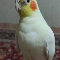 عروس هلندی نر|پرنده|گالیکش, |دیوار