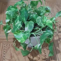 گل پتوس بزرگ|گل و گیاه طبیعی|رشت, چمارسرا|دیوار