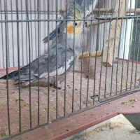 عروس هلندی جفت|پرنده|مرودشت, ابوذر شمالی|دیوار