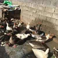 غاز  درجه  یک  درشت|حیوانات مزرعه|جوانرود, |دیوار