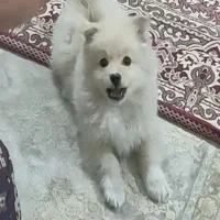 توله پامر روباهی نر سالم و آروم کم سن