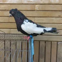 سینه سیاه|پرنده|شیراز, شیشه‌گری|دیوار