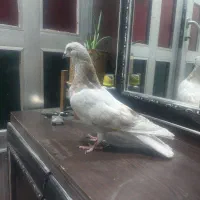 کبوتر|پرنده|بروجرد, |دیوار