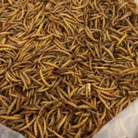 کرم میلورم|خزنده|اردکان, |دیوار