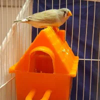 فنچ نرو ماده اهویی ابلغ ۴ماهه جوان|پرنده|مشهد, هفت تیر (آب و برق)|دیوار