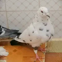 فروش تعدادی کبوتر|پرنده|داراب, |دیوار