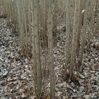 خرید وقطع و فروش انواع چوب|خدمات باغبانی و درختکاری|بروجرد, |دیوار