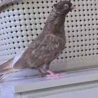 جوجه آبادنی|پرنده|اهواز, پردیس|دیوار