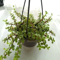 گل اپارتمانی خرفه ایی و گندمی