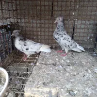 دوتا سرور دم سفید.دوتا چیل .یک ساده خال افشان