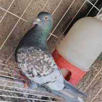 کبوتر طاووسی