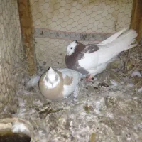 کفتر فروش