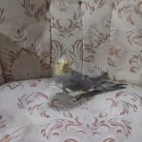 جوجه اهویی ونر ماده|پرنده|قزوین, |دیوار