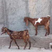 بزغاله افغانی