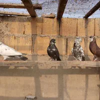 کفتر کاشانی