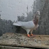 کفتر طوقی|پرنده|فریمان, |دیوار