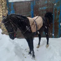 فروش مادیان به رنگ عشق