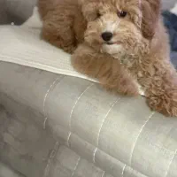 سگ پودل|سگ|بندر انزلی, نیمه شعبان|دیوار