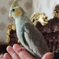 عروس هلندی. طوطی|پرنده|محمدشهر, محمدشهر|دیوار