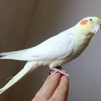 عروس هلندی گمشده