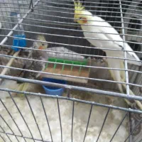 عروس هلندی  جفت خورده باتخم