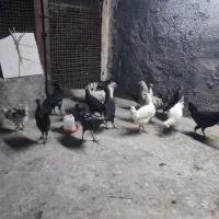 گلین،مرغ،خروس، نیمچه گلین