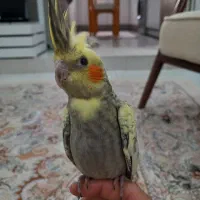طوطی عروس هلندی