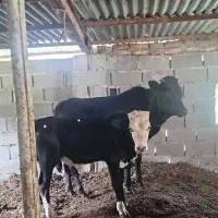 گاو گوساله نر آماده پروار