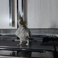 ماده سینامون اماده|پرنده|محمدیه-قزوین, |دیوار