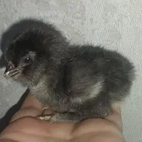 جوجه یک روزه و یک ماهه مرندی اصیل|حیوانات مزرعه|ری, شهرری|دیوار